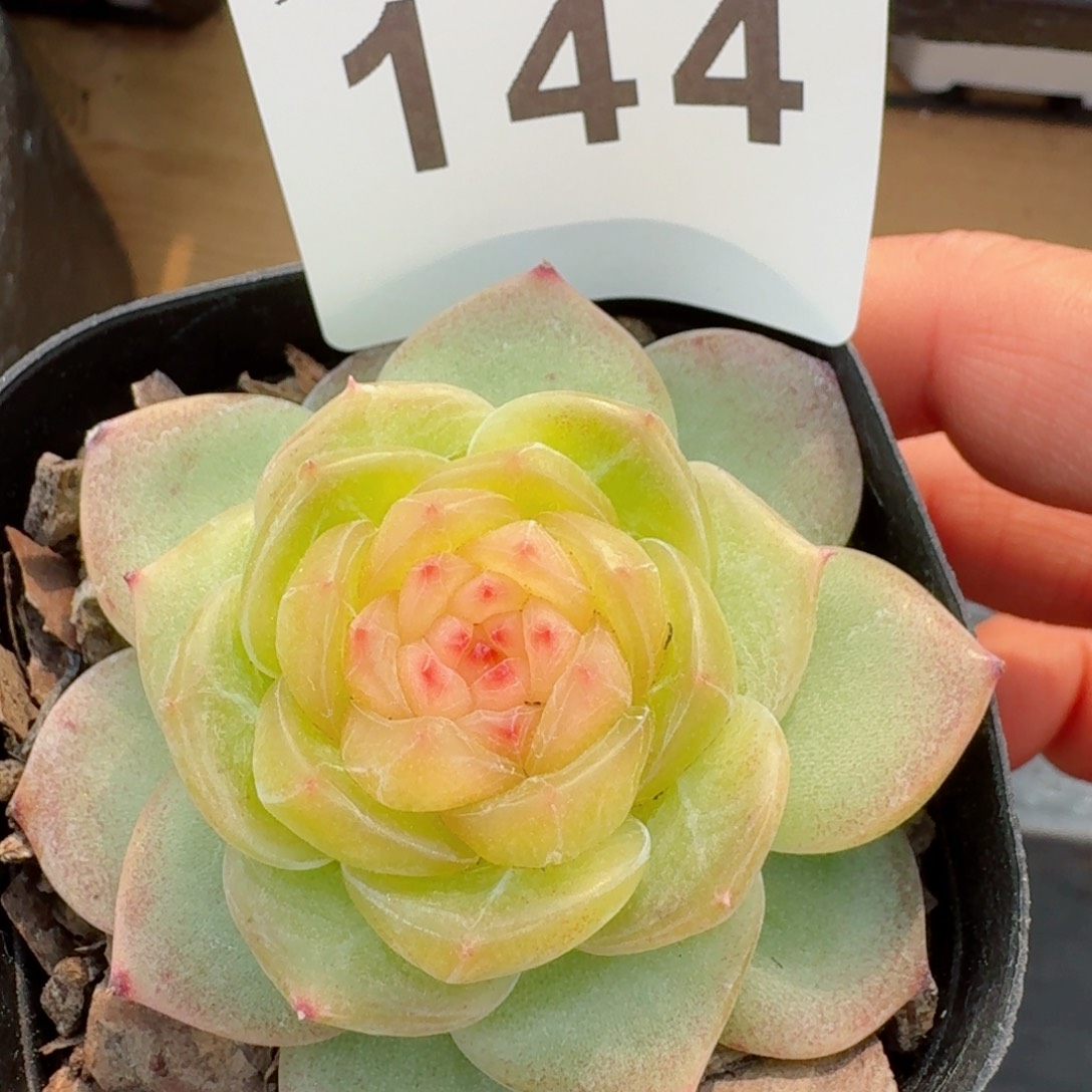 .小家碧玉         精品多肉