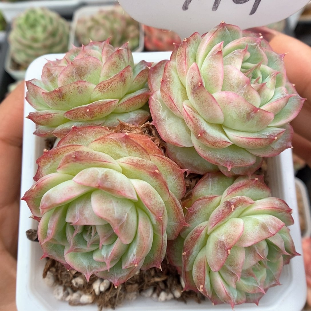 蔷薇珍妮群生4401号。