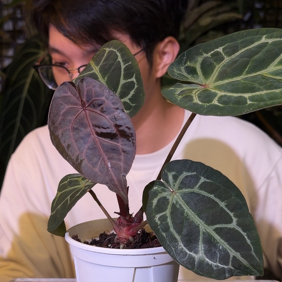 完全开放G168  黑曜石杂阿波罗