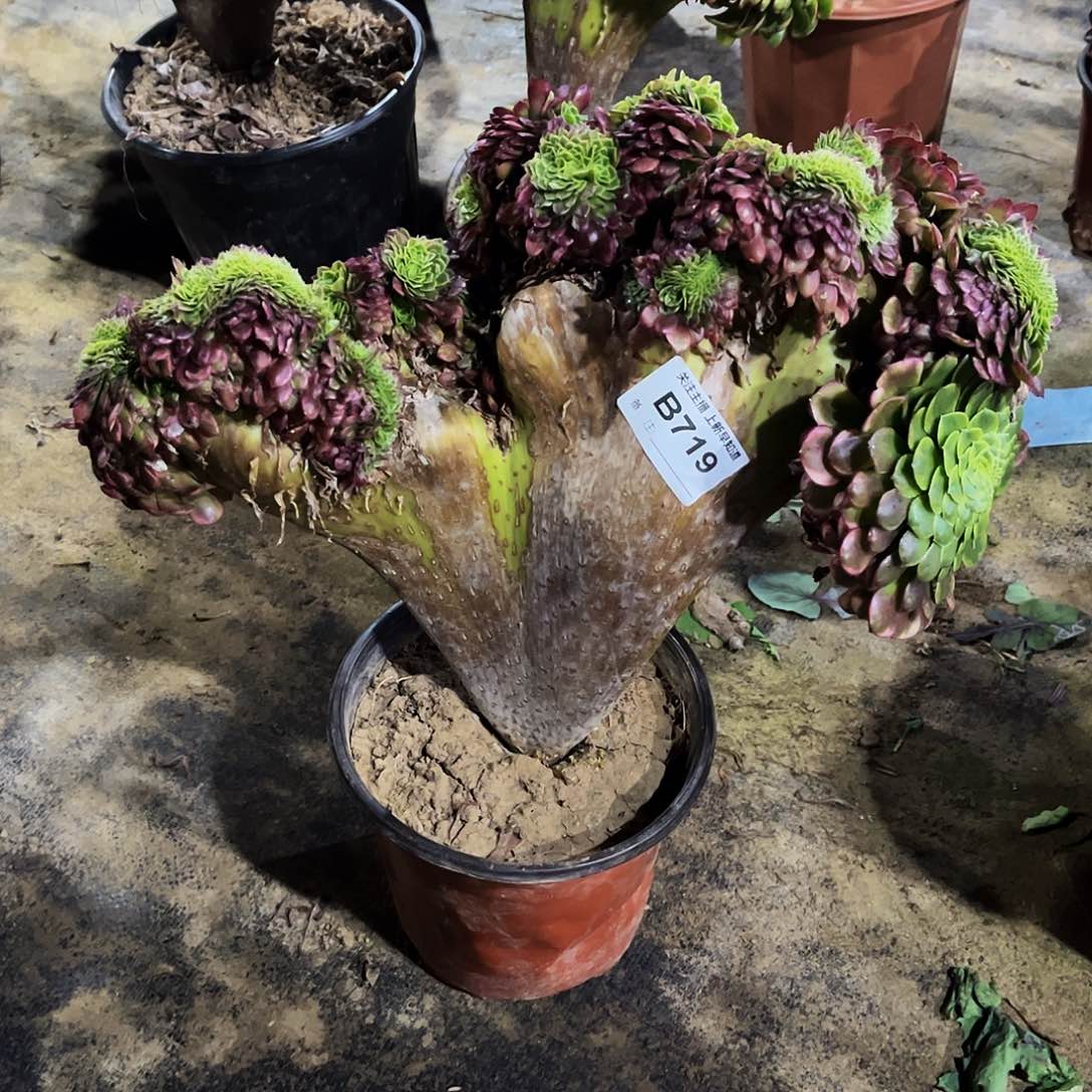 猪***股多肉植物719嘉年华缀