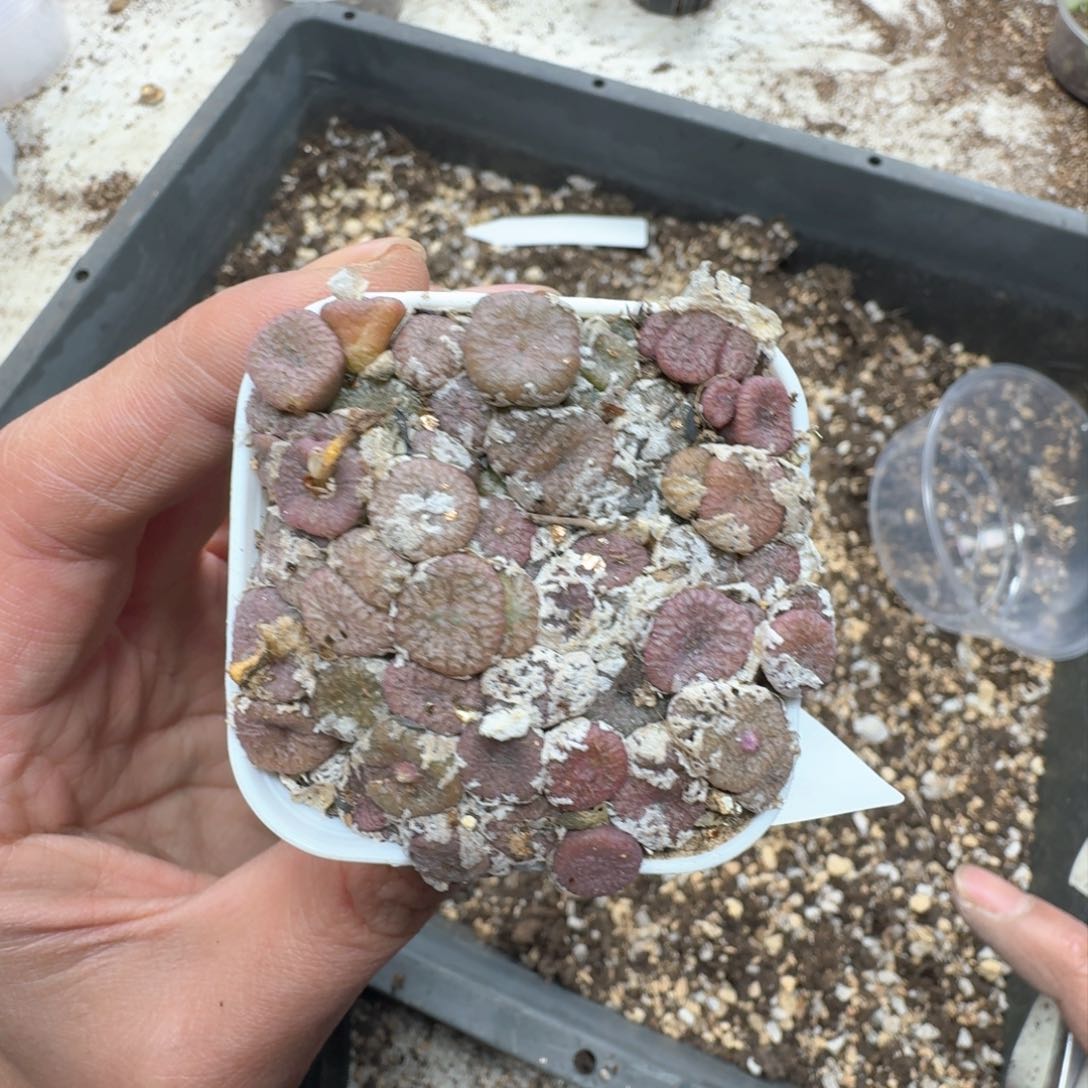 A428。 肉锥一盒。多肉植物