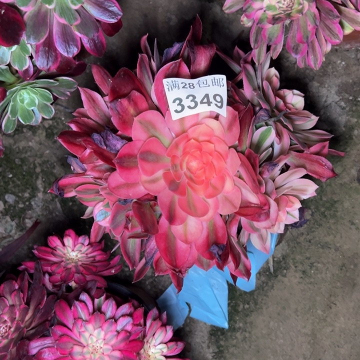 3349女神多肉植物