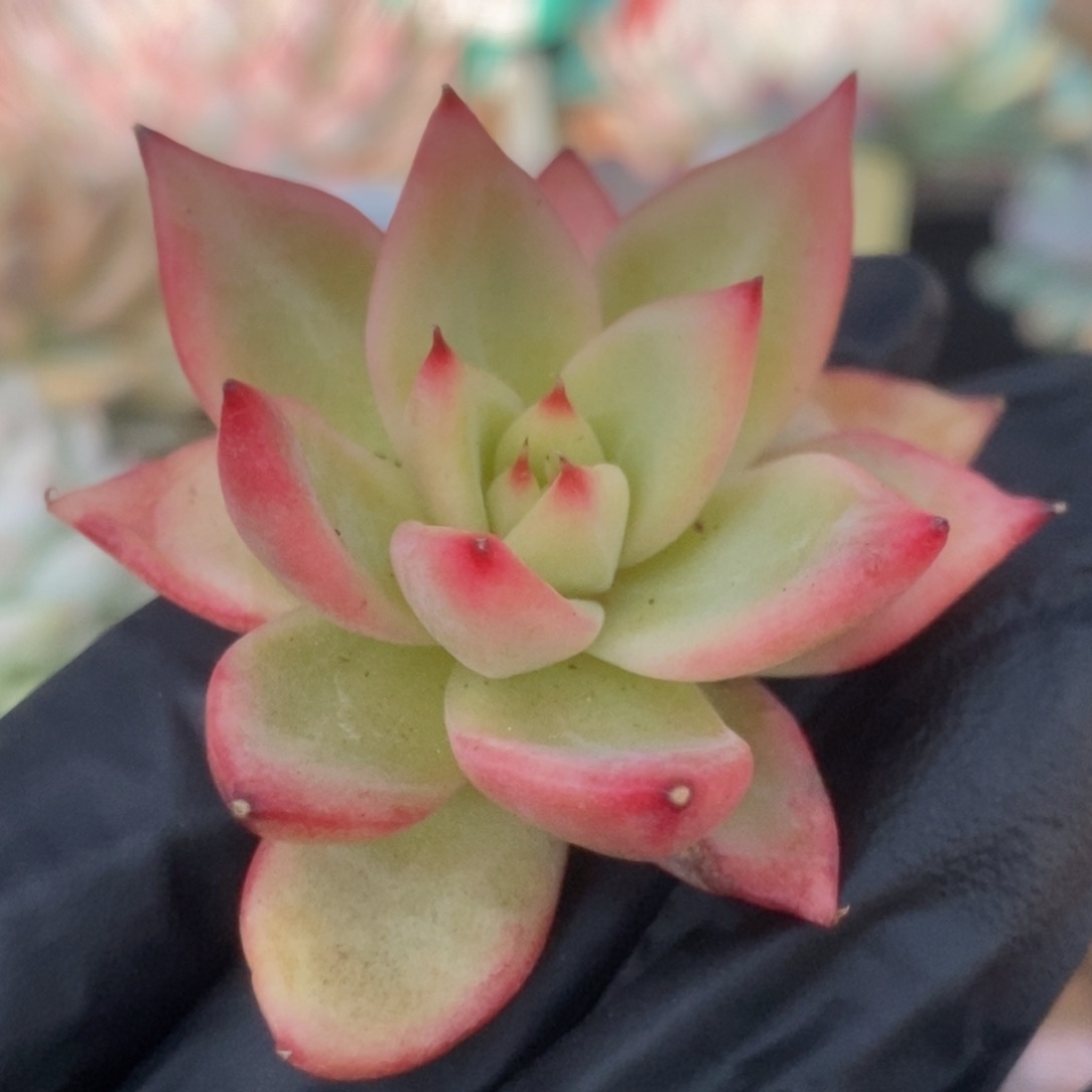 008东云杂福利头盖锦