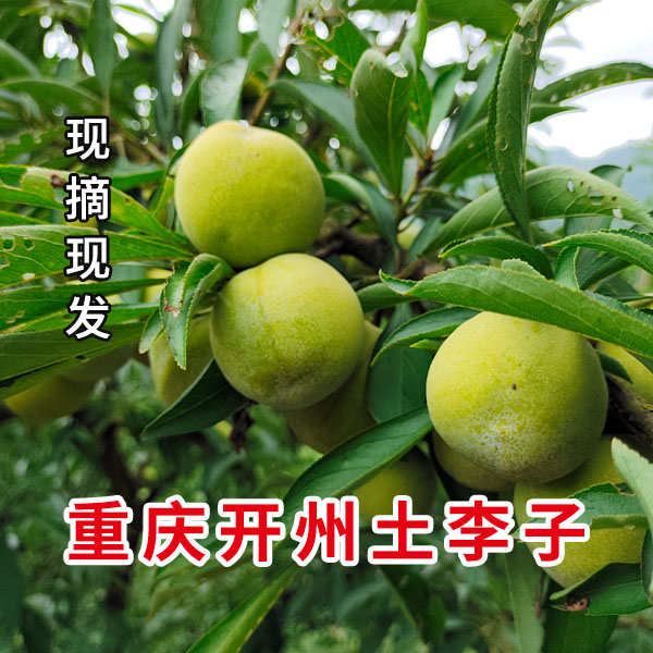 【中通生鲜 只发川渝】重庆开州土李子新鲜李子现摘现发五斤包邮