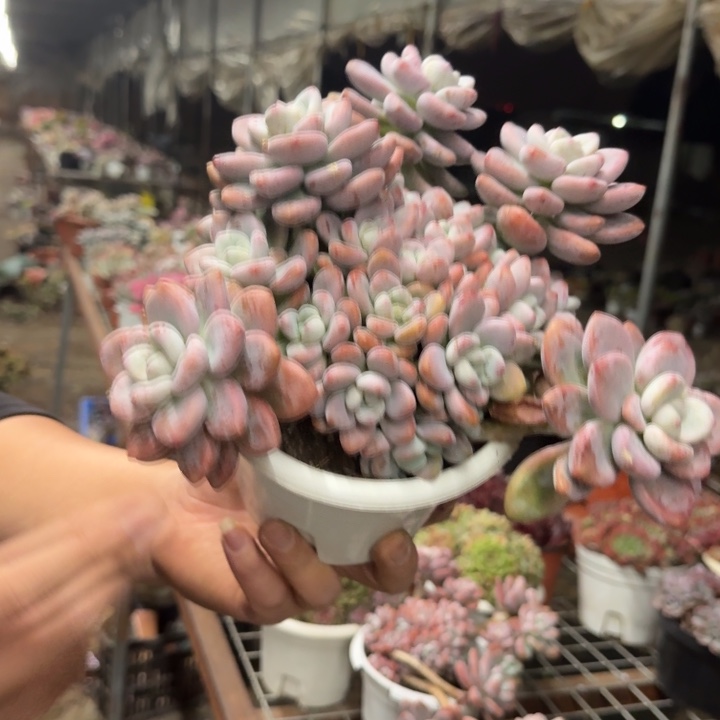 红洛神整装整群，八亩地