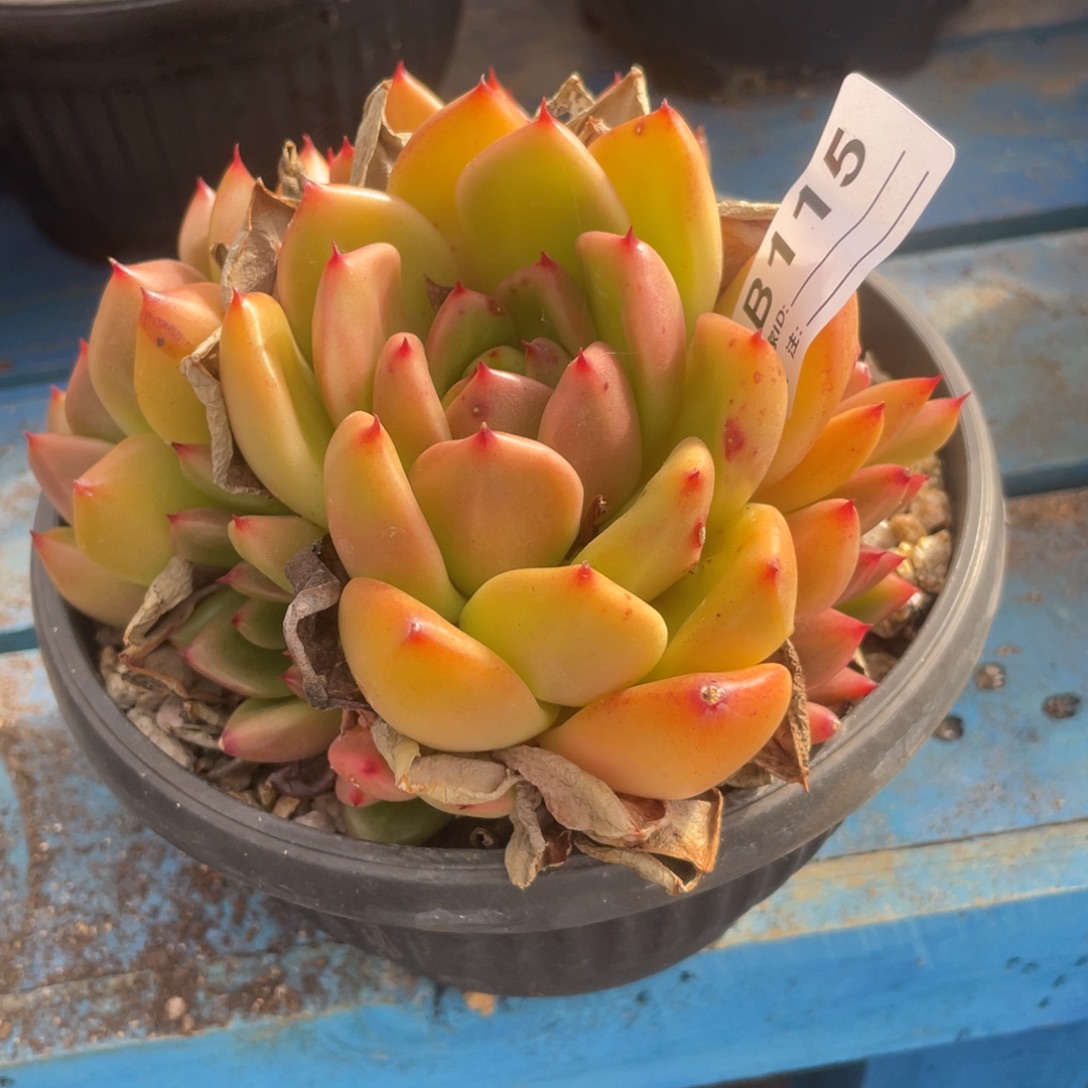 无花朵若如东云单拍B115