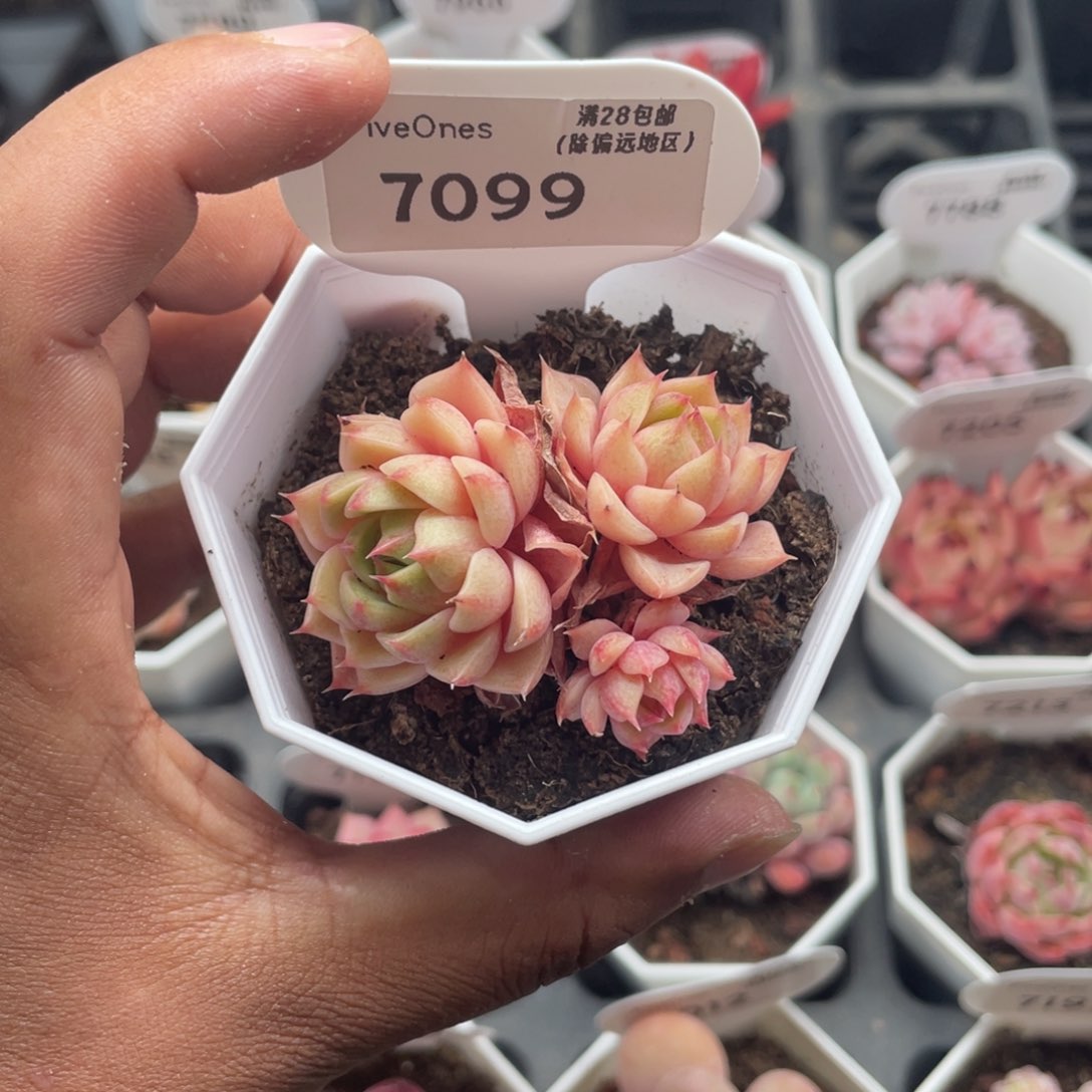 7099苯巴蒂斯4.5厘米