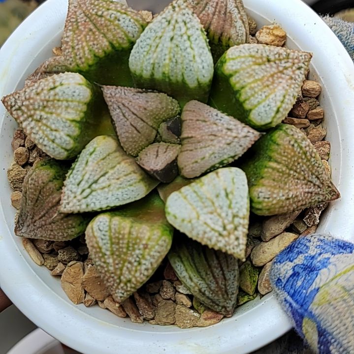 133实生白银蟹 8厘米左右一物一拍带盆