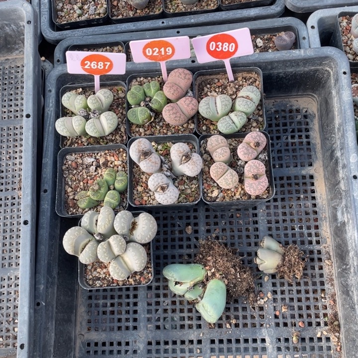 生石花9群2687-0219-0380