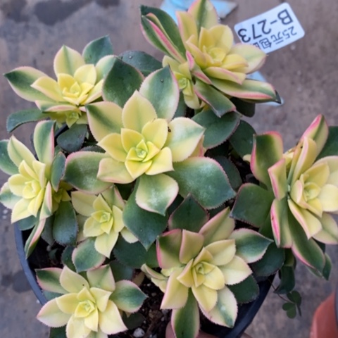 273艳日辉满25包邮多肉