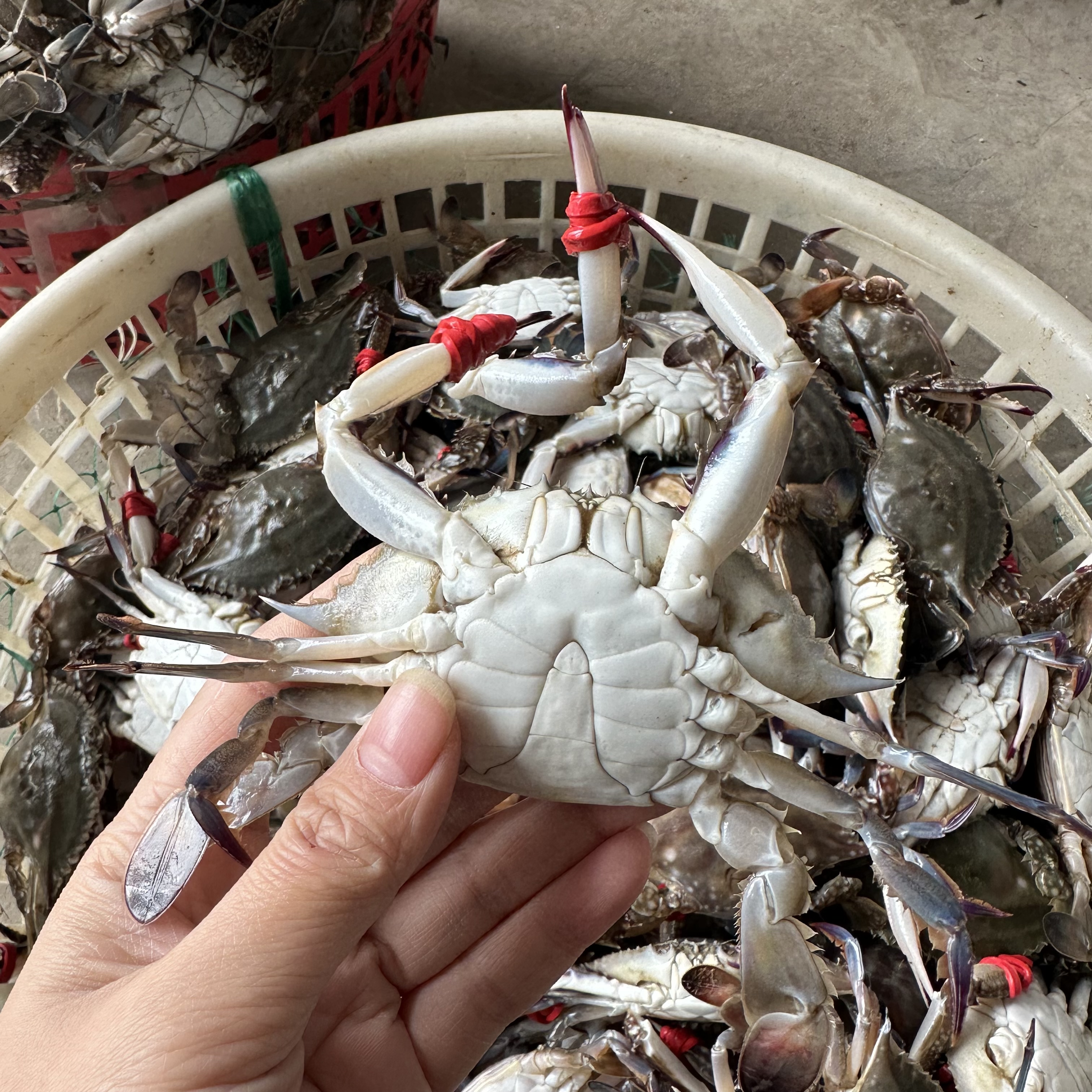 【保鲜不保活】小尖梭子蟹3斤单只1两左右 部分有沙 掉腿正常