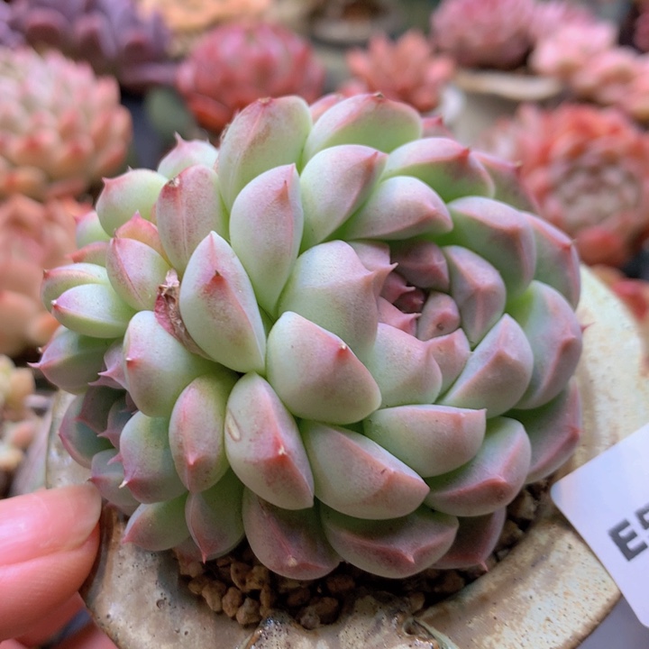 一物一拍含盆满38包邮E