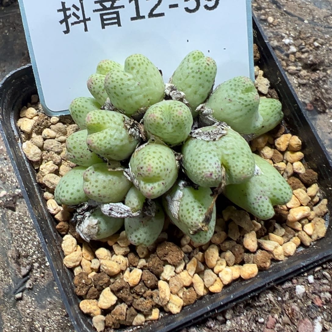 金****12-59肉锥多肉植物