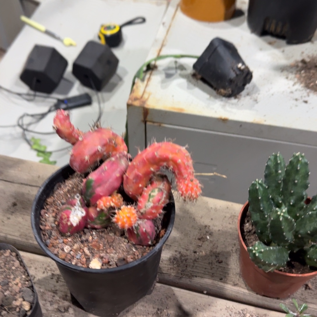 龙凤牡丹裸根发货