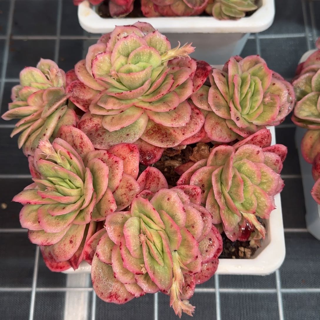 从前慢花园精选多肉冰玫瑰锦