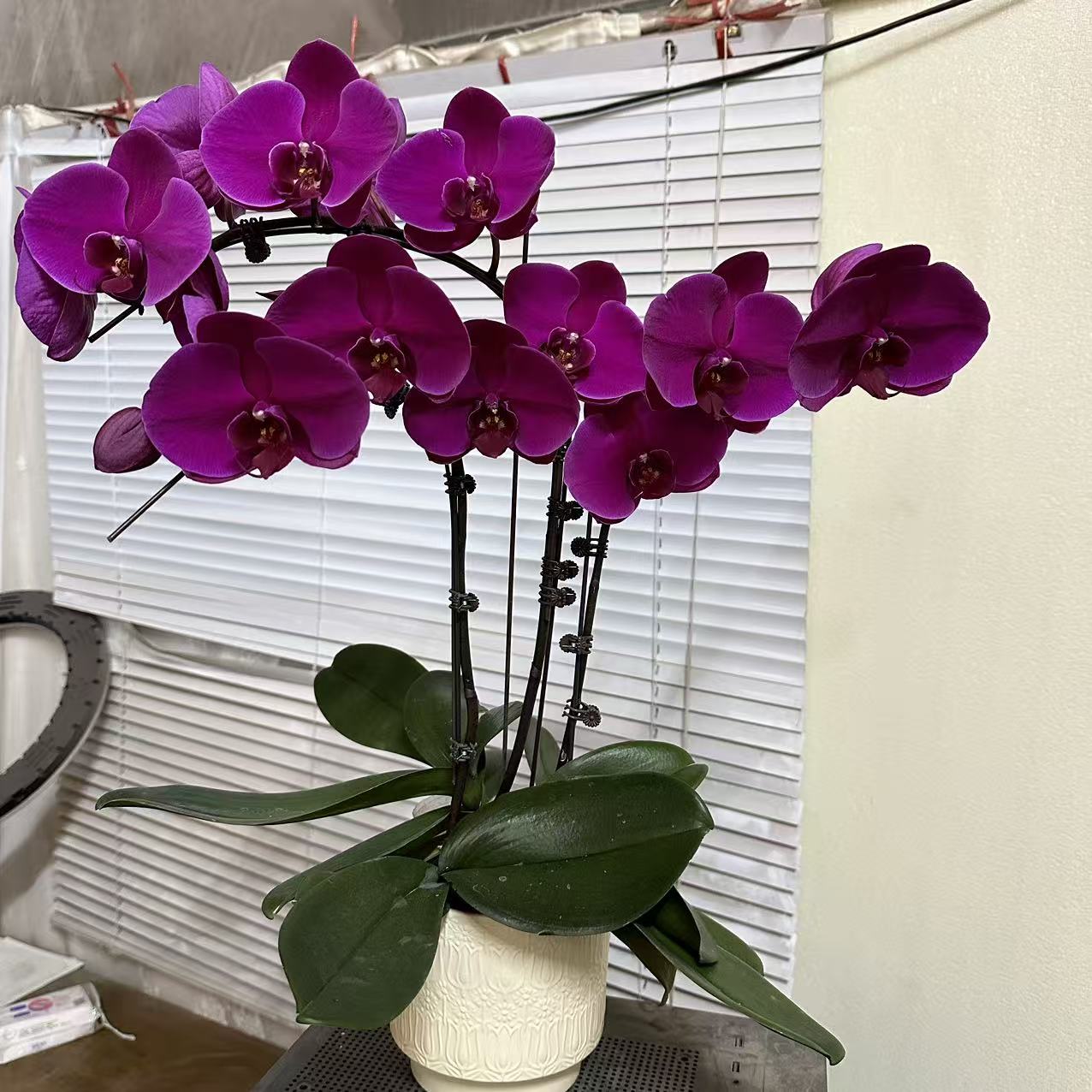 蝴蝶兰【红苹果】大花型 懒人花卉 耐养新手