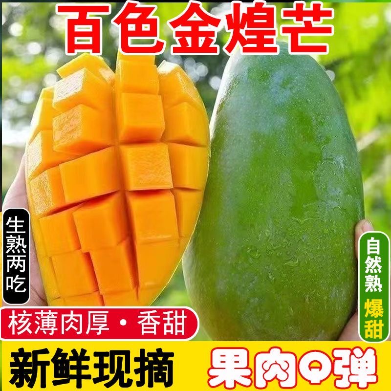 A【百色金煌芒】10斤装正宗广西百色大青芒软糯香现货（催熟食用）