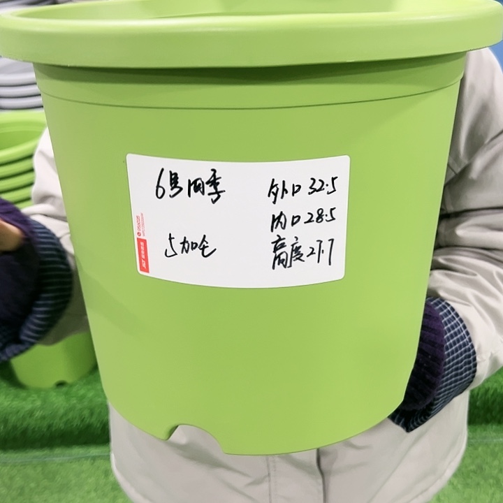 特价6号四季口32高28果绿色无托4只