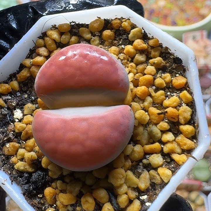 生石花2:：：：。  56号