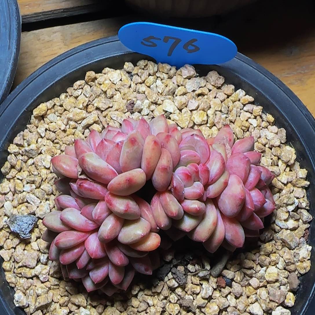 爱丽儿576号一物一拍