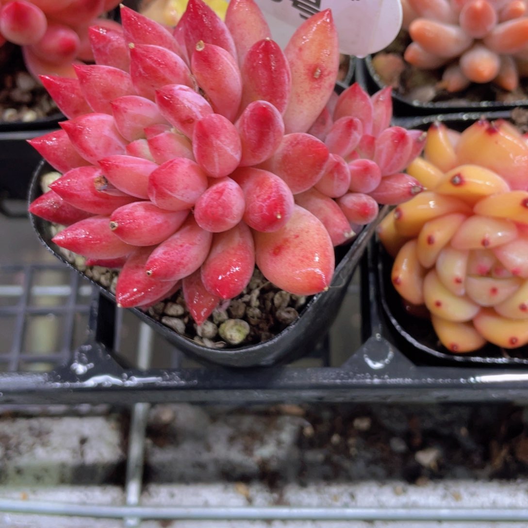 555号 飘枝全状态虞美人