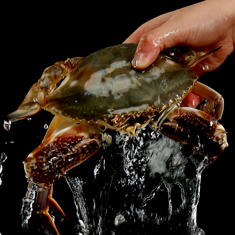 【保鲜不保活】本地硬黄母蟹（单只3-4两 2~6斤）