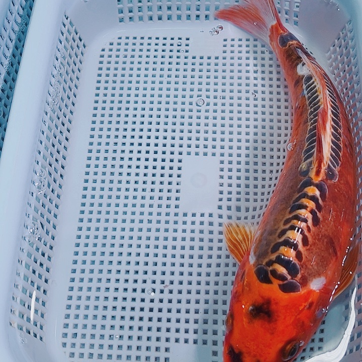 锦鲤锦鲤冷水观赏鱼