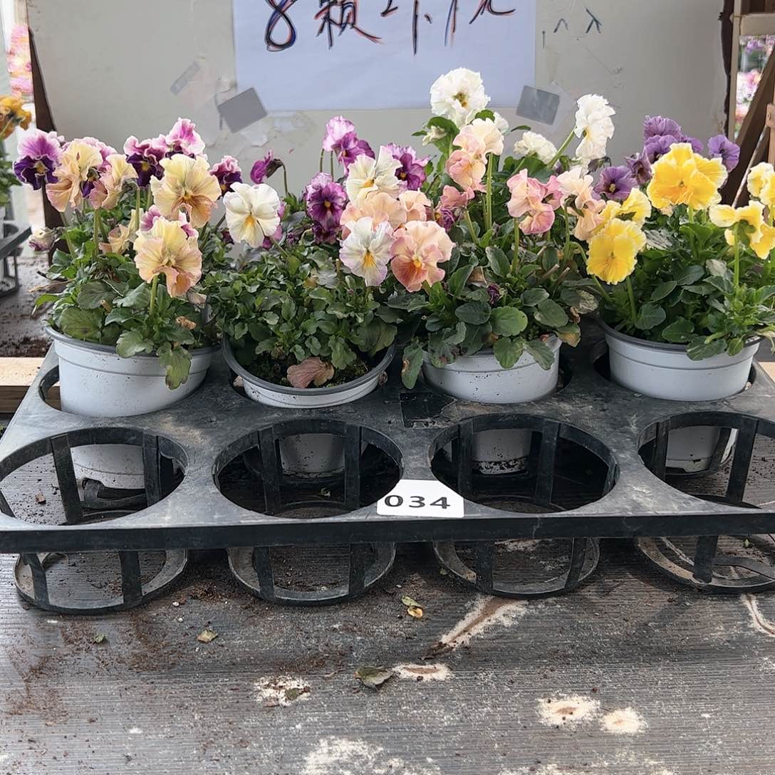 【闪购商品】034号