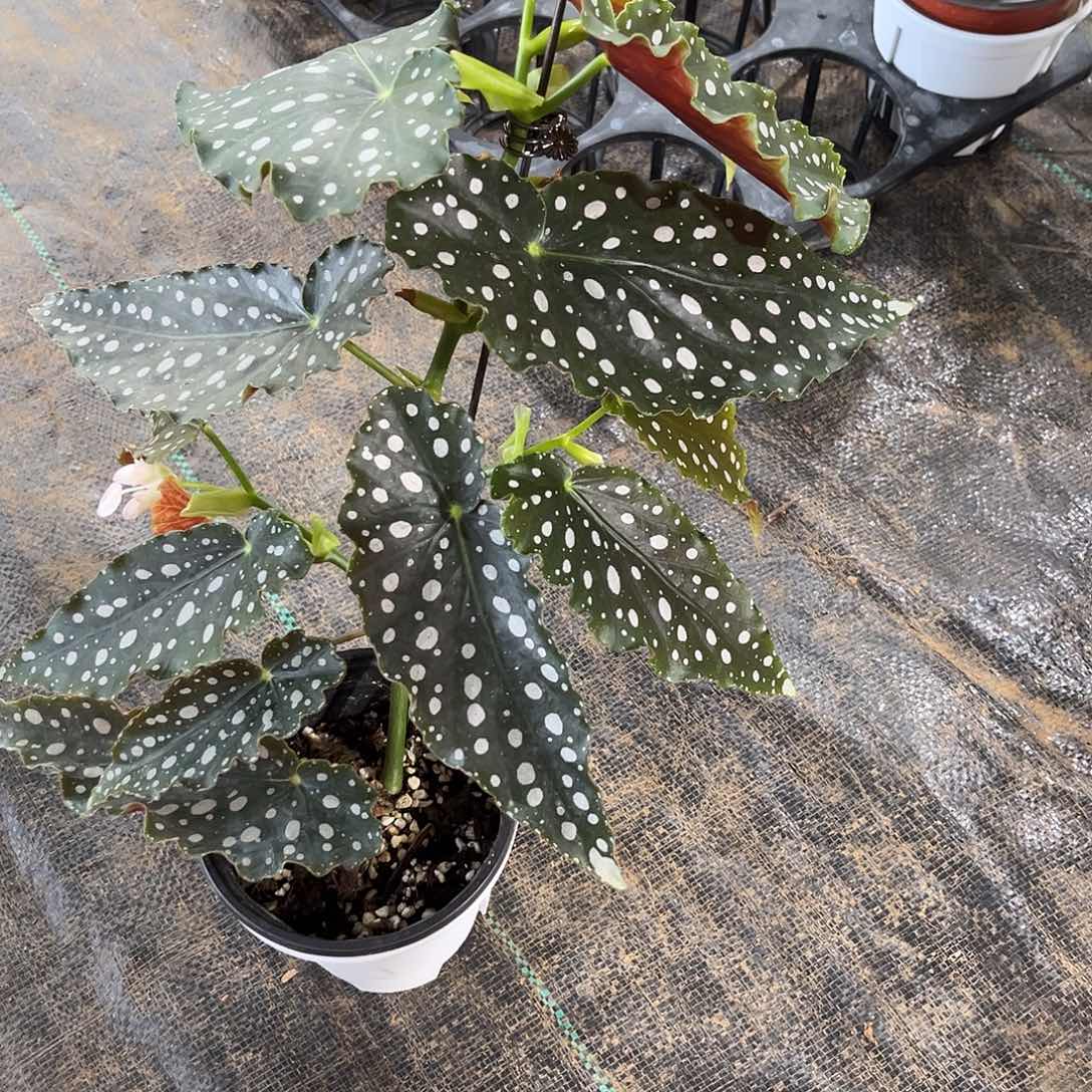 不开花植物粉旗鱼内蒙