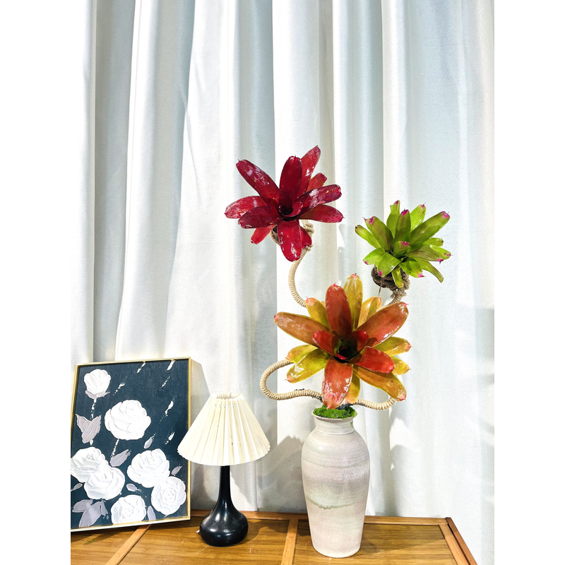 小桌面款积水凤梨高端设计盆栽（图片仅供参考实物以在直播间为主