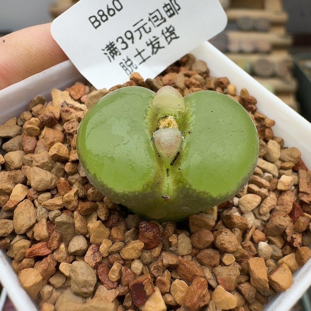 860粉女母本哈哈哈哈哈哈