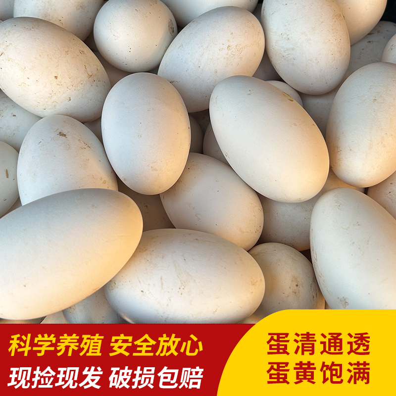 现捡现发 新鲜散养 新鲜鹅蛋  大鹅蛋 安全放心食用