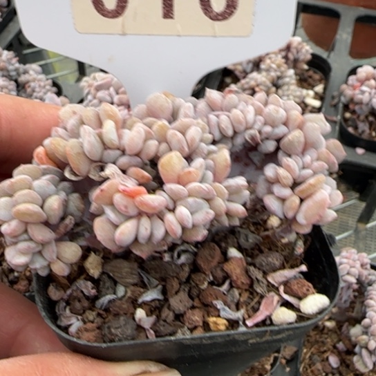 16雪精灵缀一物一拍多肉