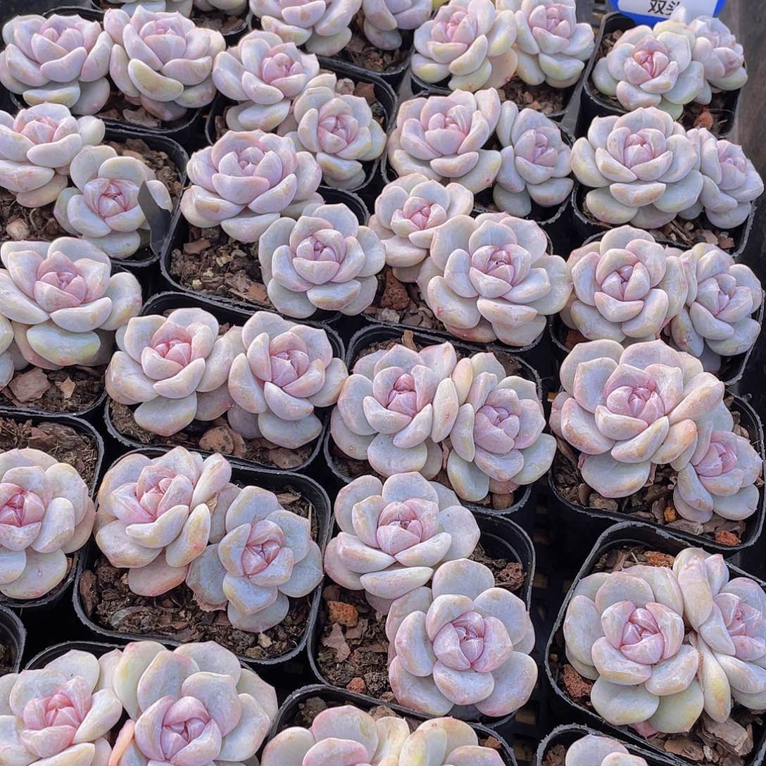 量拍105号 芋圆啵啵双头一个