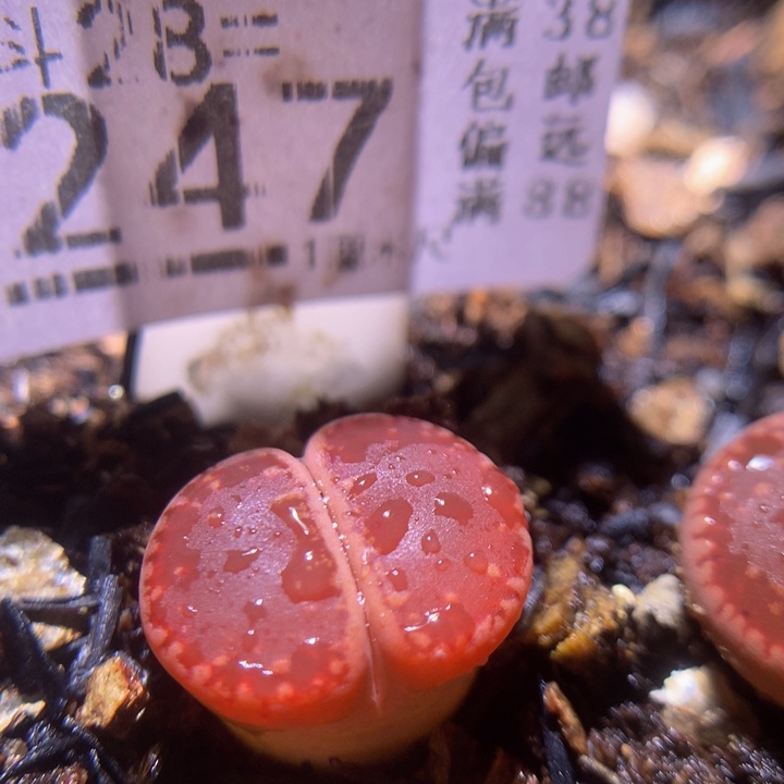 精品生石花28.247