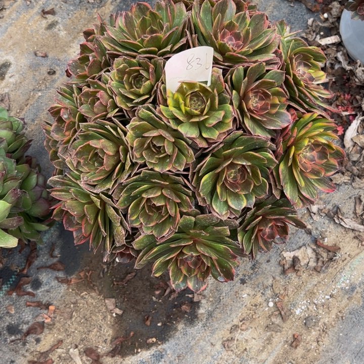 半夏多肉植物老庄