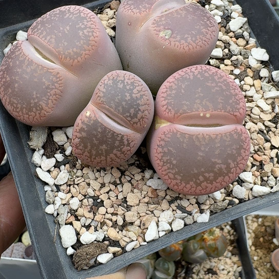 40多肉哈哈哈哈哈哈哈哈