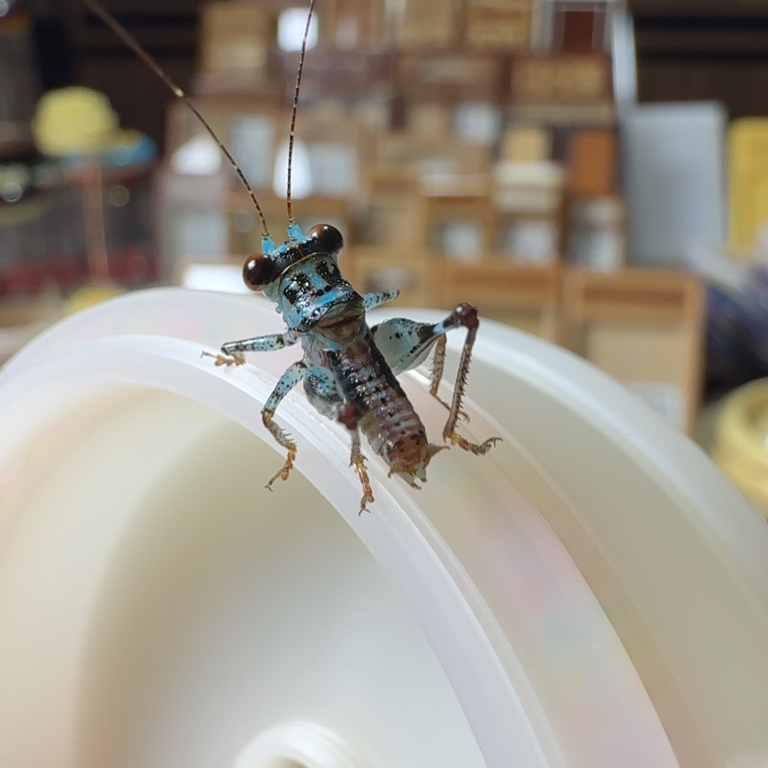 拍下发一个蓝精灵一个长须翡翠蛉