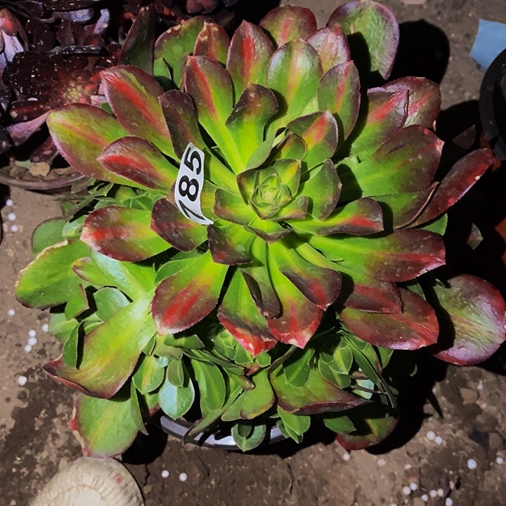 785妖月多肉植物处理不售后中班
