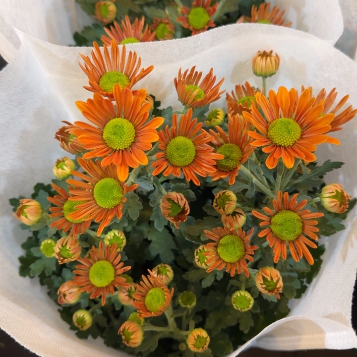 荷兰菊橙色绿心盆栽