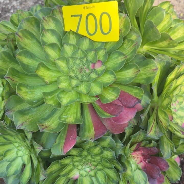 哈哈多肉葡萄福利700