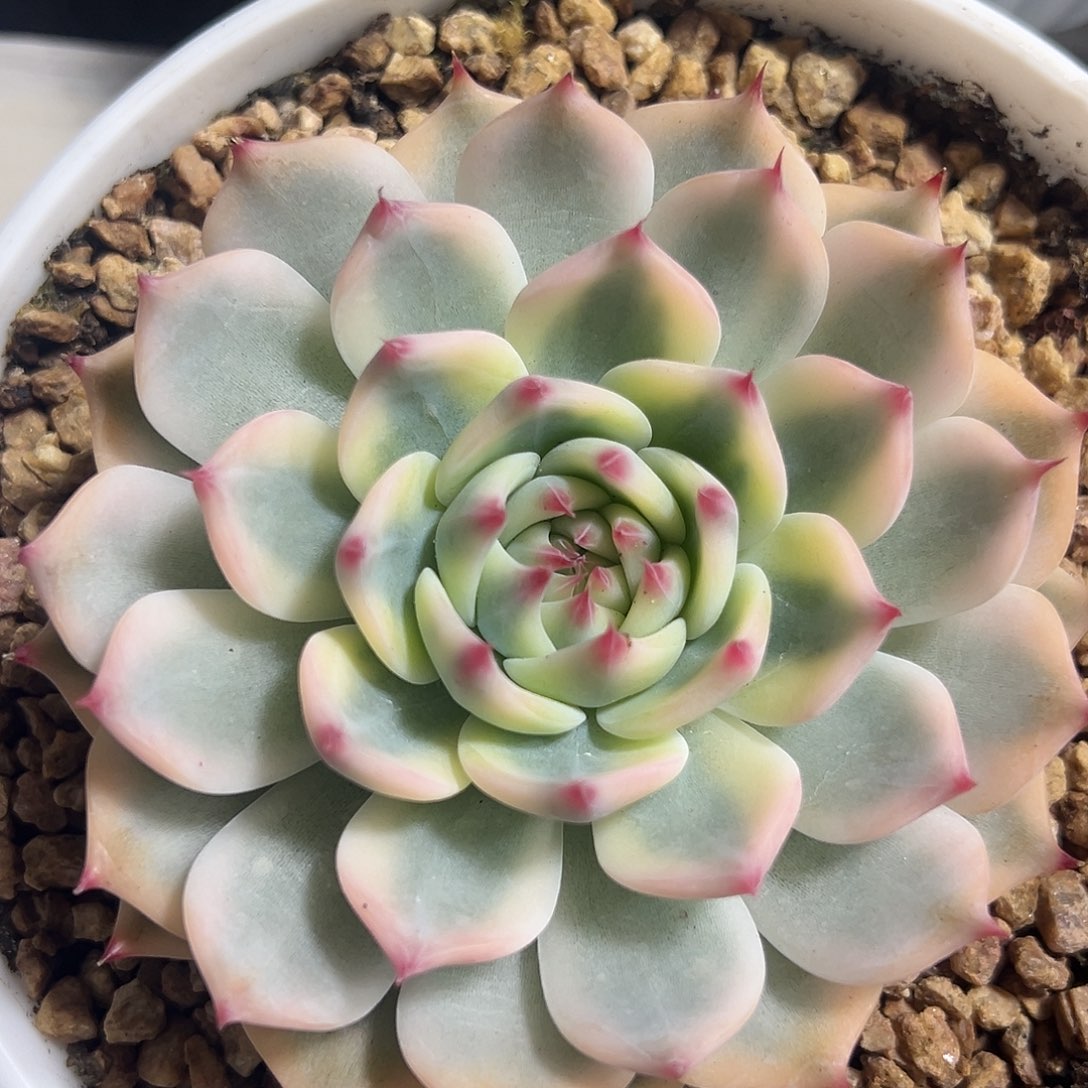 吉娃娃锦多肉植物
