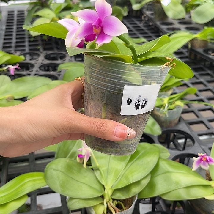 大部分花苞少量开放040