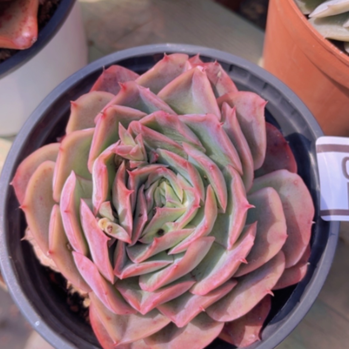 【闪购商品】西娜杂2080