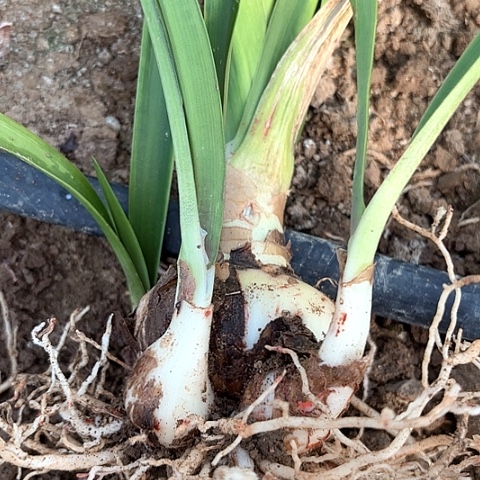 鑫*?阿黛尔有标七左右带侧包对版