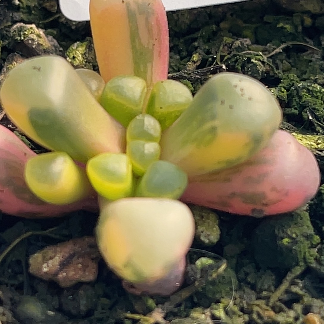 尚品园艺福利8025