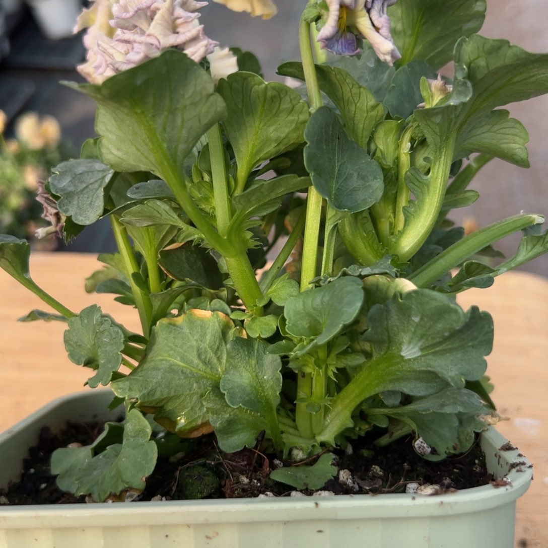 红陶抖音直播闪拍107