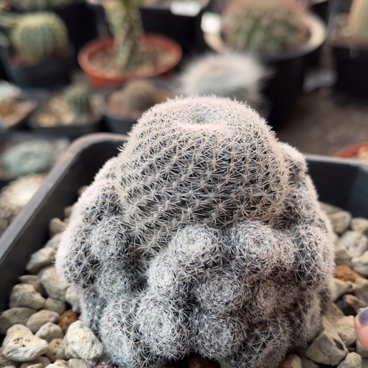 仙人球一物一拍自根