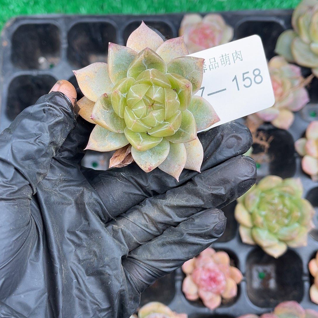 多肉一物一拍7-158