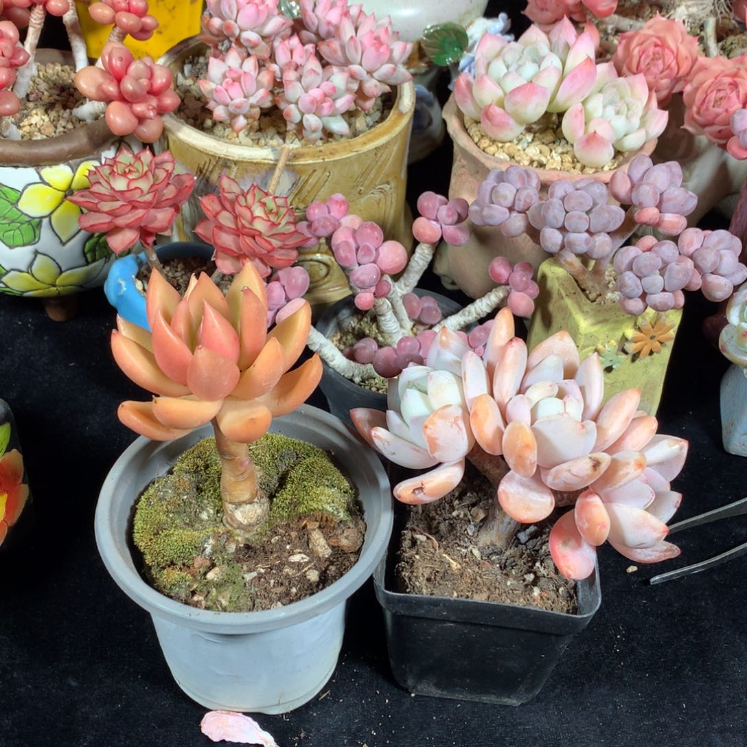 完全开放是一位优秀教师兼教学总监以及